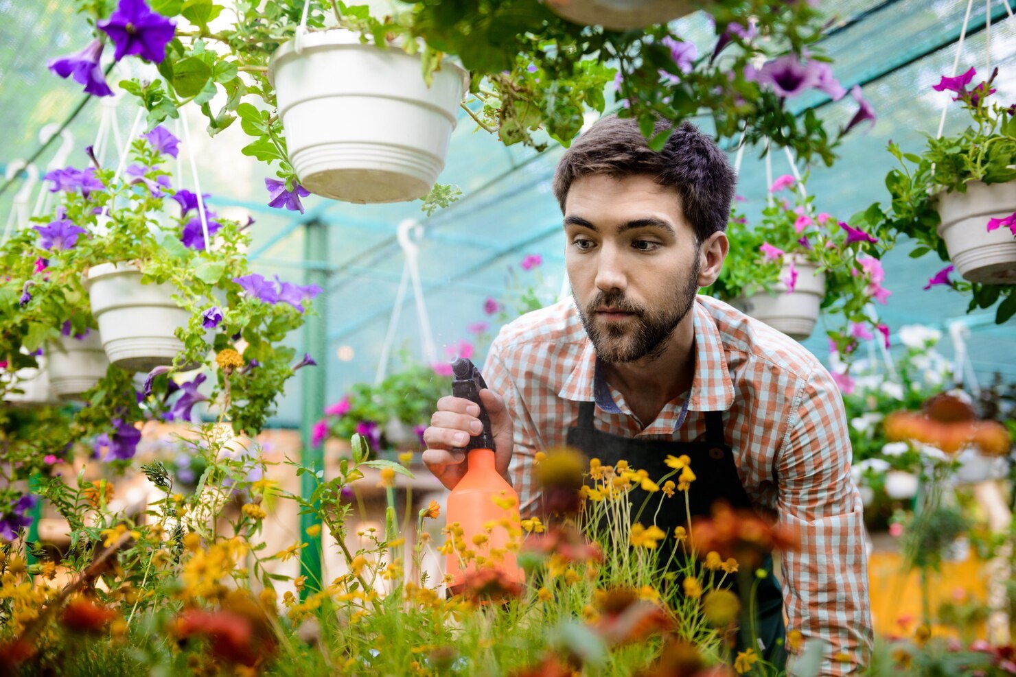 Professional Gardener Watering Flowers During Garden Maintenance In Sydney